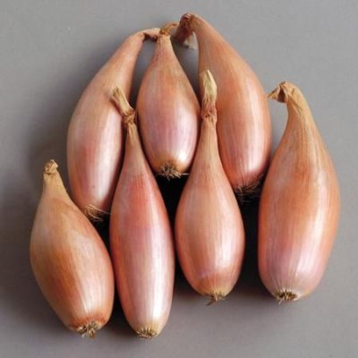 French Zebrune / Banana eShallots