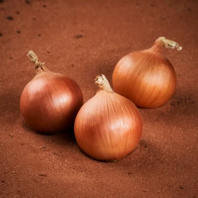 Creamgold Onion (mid season)